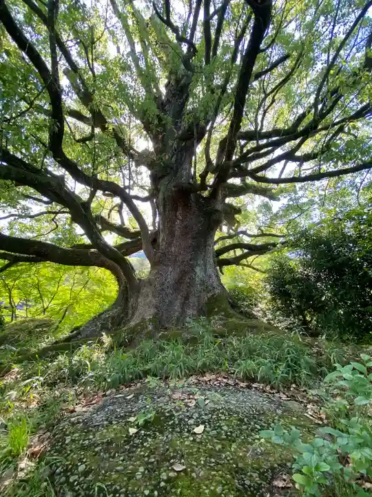 金刀比羅宮の自然