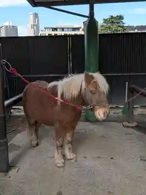 明治神宮(東京都)