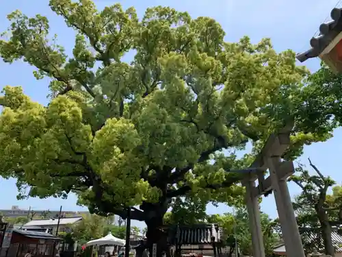 百舌鳥八幡宮の自然