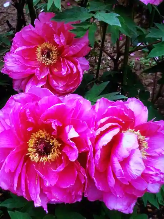 禅定院(東京都)