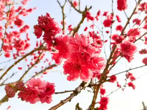 横浜御嶽神社の自然