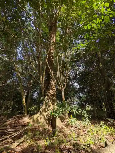 池戸八幡神社の自然