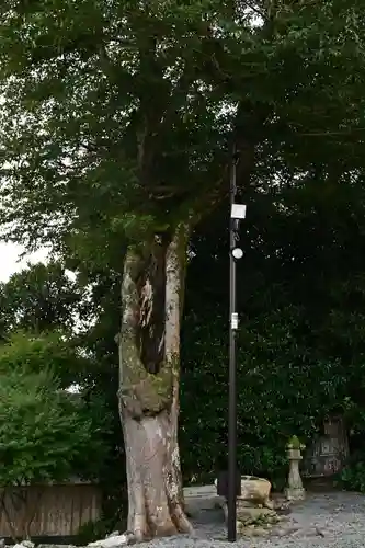 佐太神社(島根県)