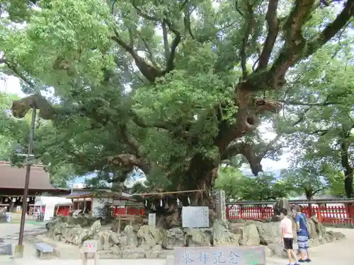 宇美八幡宮の自然