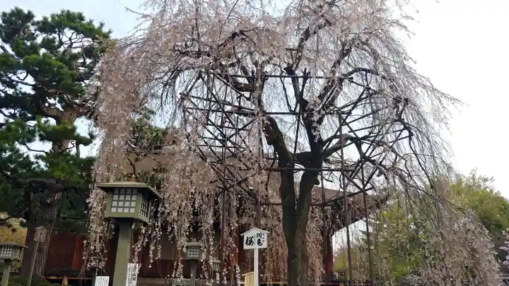 大報恩寺(千本釈迦堂)の自然