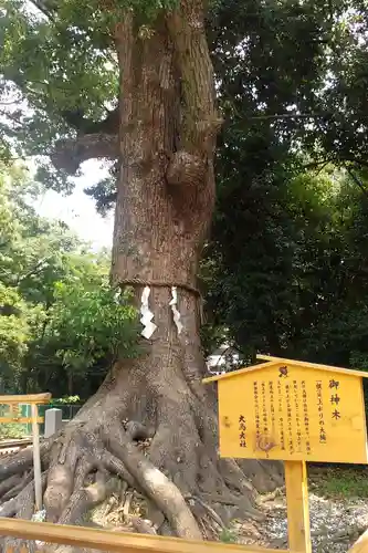 和泉國一之宮　大鳥大社の自然