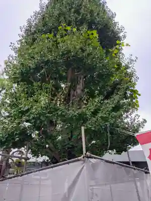 大鳥神社(東京都)