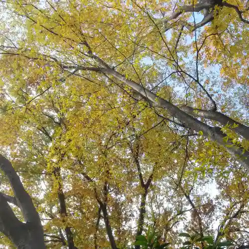 猿楽神社の自然