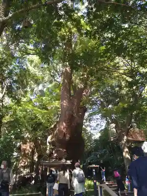 來宮神社(静岡県)