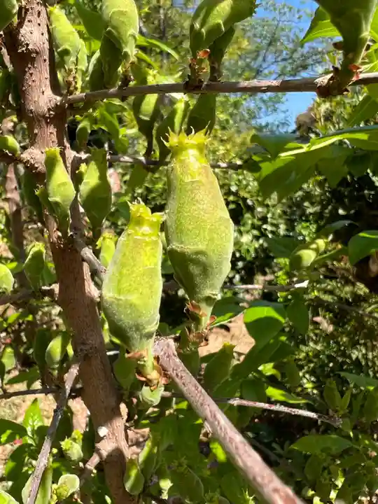 五井山 妙善院の自然