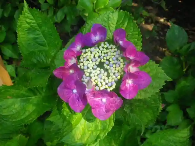 御霊神社の自然