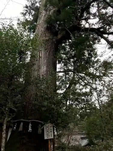 丹生川上神社（中社）の自然