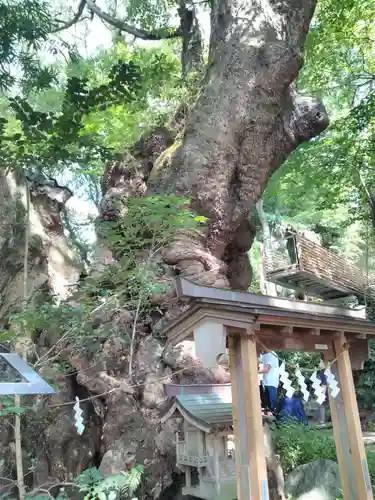 來宮神社の自然