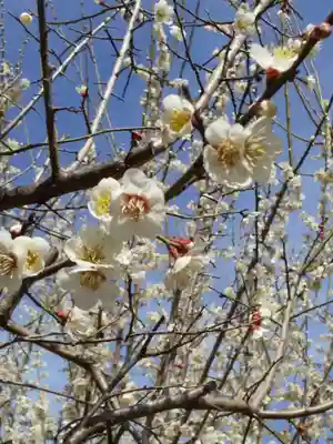 深山 飯盛寺の自然