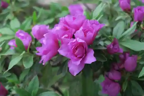 玉田神社(京都府)