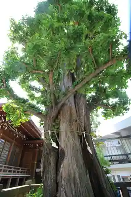 大鳥神社(東京都)