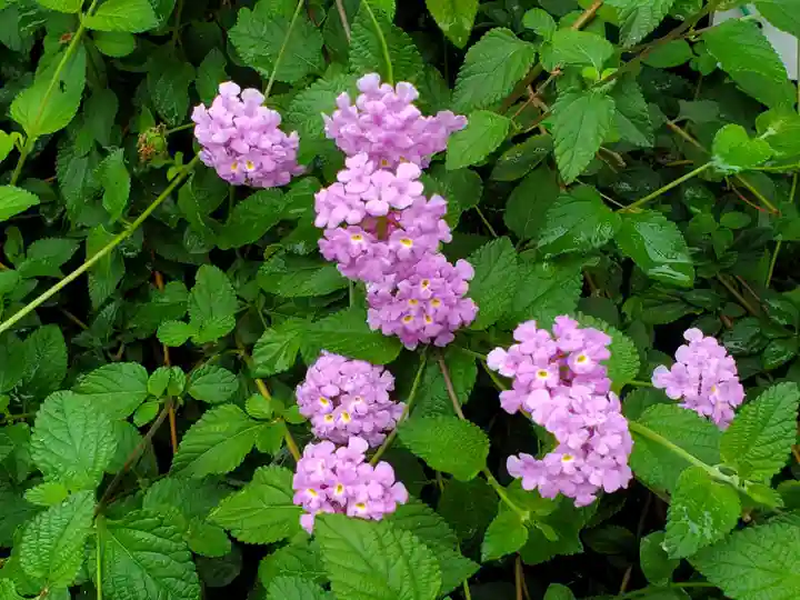 鷺宮八幡神社(保久良神社末社・お旅所)の自然