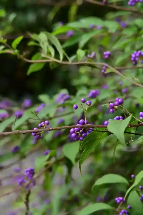 華蔵寺(島根県)
