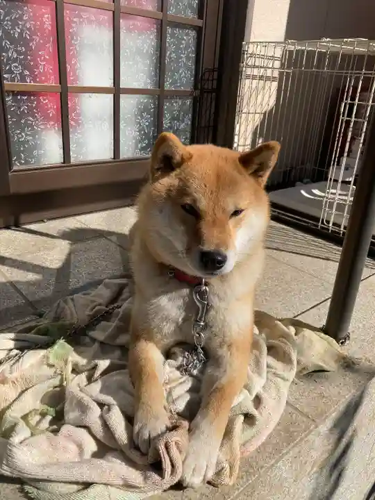 鶴峯八幡宮(千葉県)