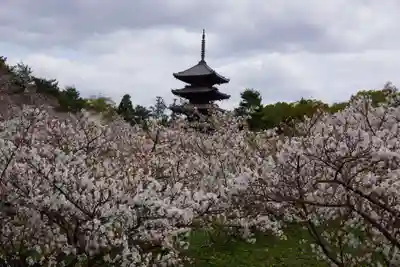 仁和寺(京都府)