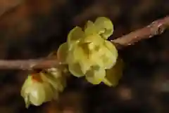 清水寺の自然