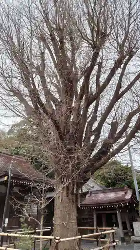 印内八坂神社の自然