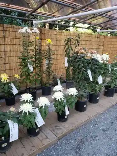 明治神宮の自然