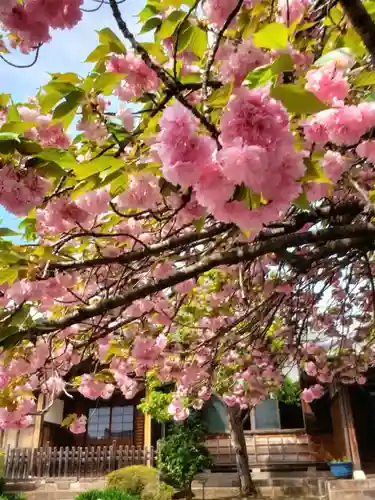 境妙寺(東京都)