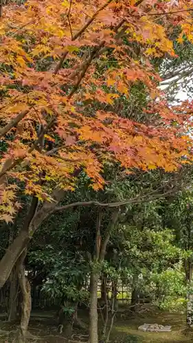 建仁寺（建仁禅寺）の自然