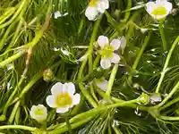 醒井延命地蔵尊(滋賀県)