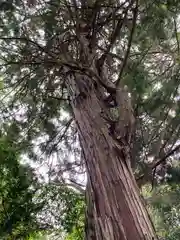 劔之宮王子神社の自然