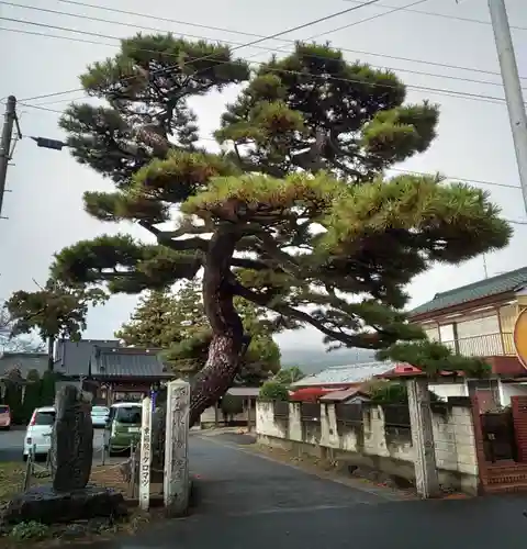 東陽院の庭園