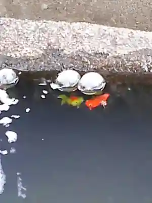 大鏑神社の手水舎
