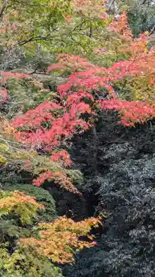 善峯寺(京都府)