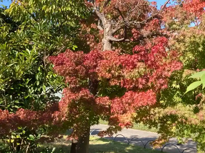 増上寺塔頭 三縁山 宝珠院の自然