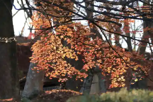 三春大神宮の自然