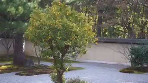 廬山寺（廬山天台講寺）(京都府)