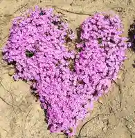 厚別神社(北海道)