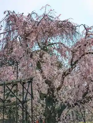賀茂別雷神社（上賀茂神社）(京都府)