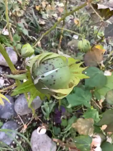 三輪神社の自然