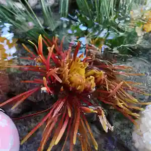 滑川神社 - 仕事と子どもの守り神の手水舎(2021年02月09日(火) 02時04分25秒投稿)