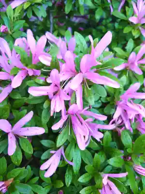 阿邪訶根神社(福島県)