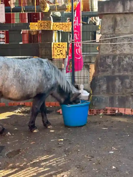 神田神社(神田明神)(東京都)
