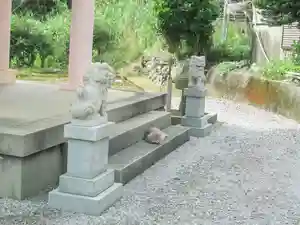 屋久島大社の動物(2022年10月17日(月) 10時44分08秒投稿)