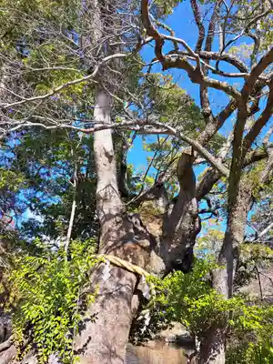 静岡浅間神社(静岡県)