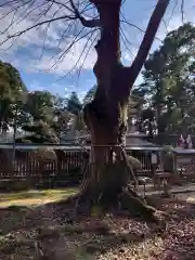 小御門神社の自然