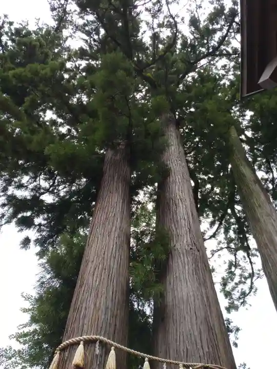 日枝神社の自然
