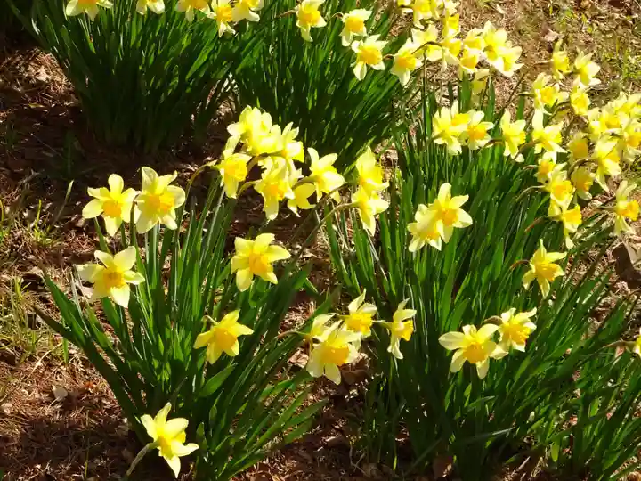 新倉富士浅間神社の自然