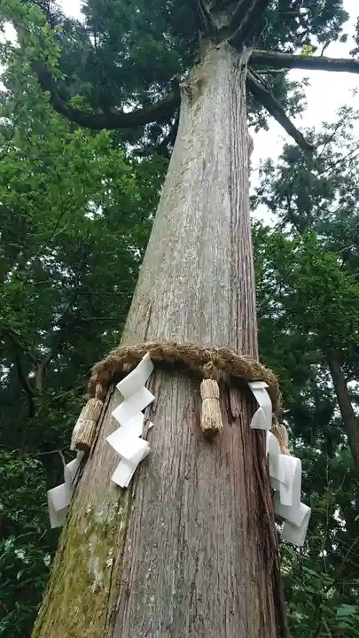 高鴨神社の自然