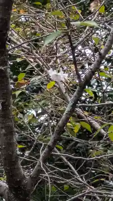 平野神社(京都府)
